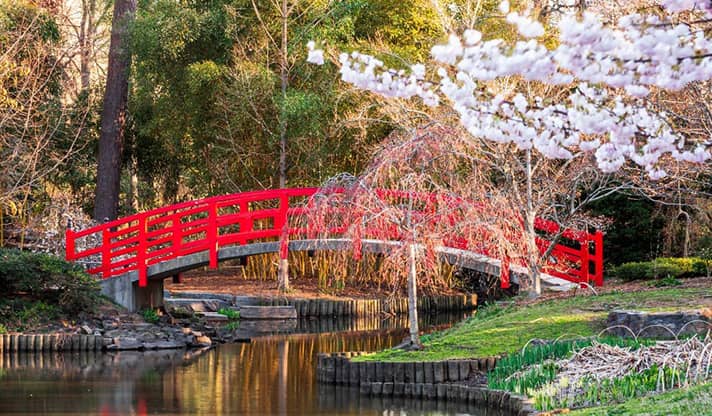 Red bridge and cherry blossoms at Duke Gardens – NACD Research Triangle Chapter